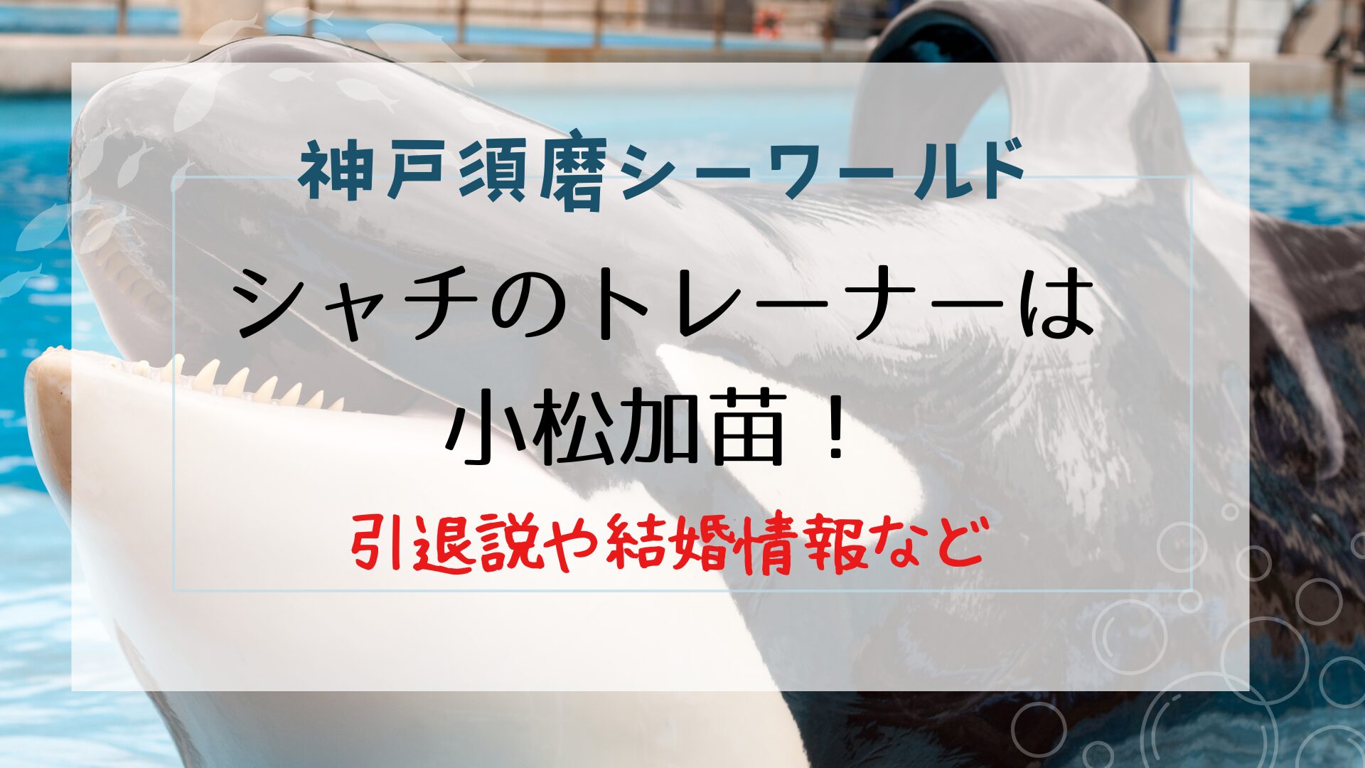 須磨シーワールドのトレーナーは小松加苗！引退説や結婚情報・鴨川シーワールドでの経歴も